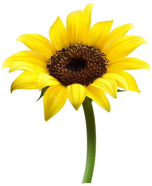 Sunflower PNG    图片编号:103740