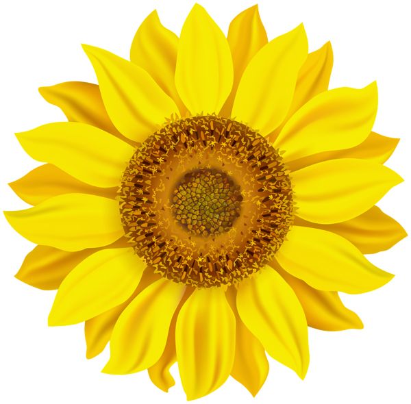 Sunflower PNG    图片编号:103741
