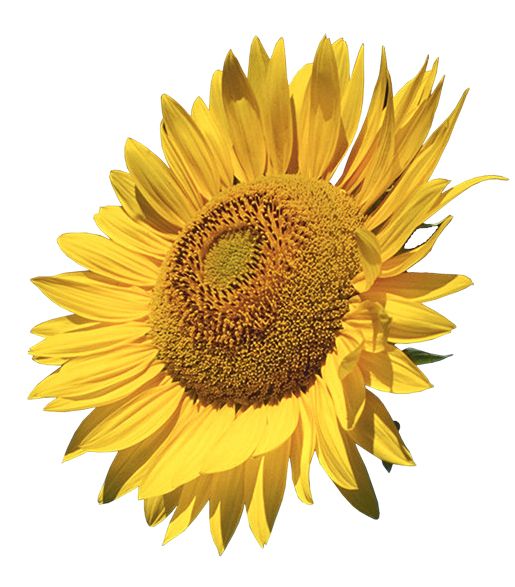 Sunflower PNG    图片编号:103743