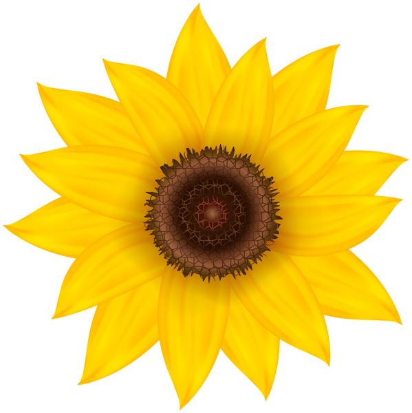Sunflower PNG    图片编号:103745