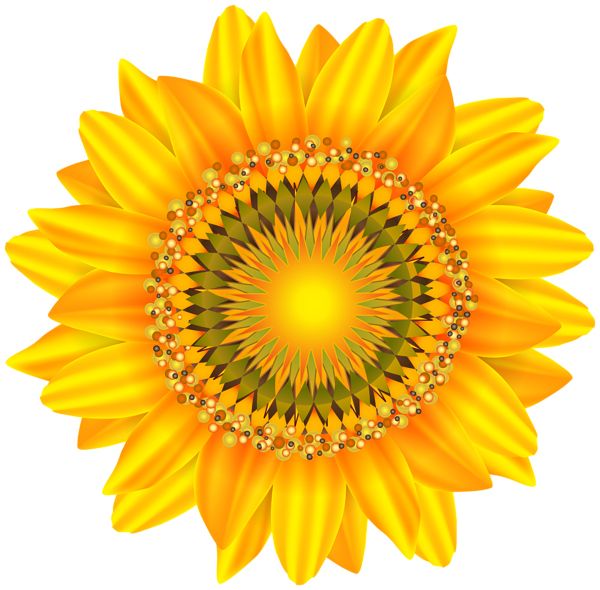 Sunflower PNG    图片编号:103746