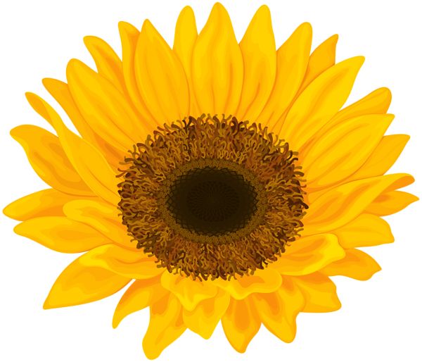 Sunflower PNG    图片编号:103749