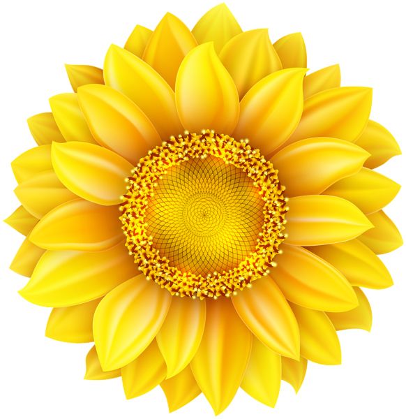 Sunflower PNG    图片编号:103752