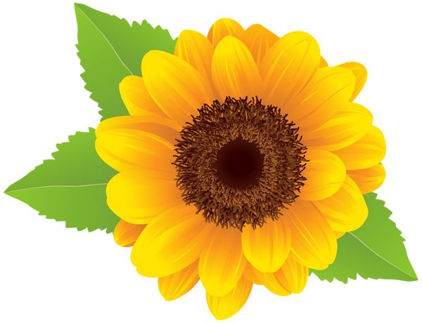 Sunflower PNG    图片编号:103753