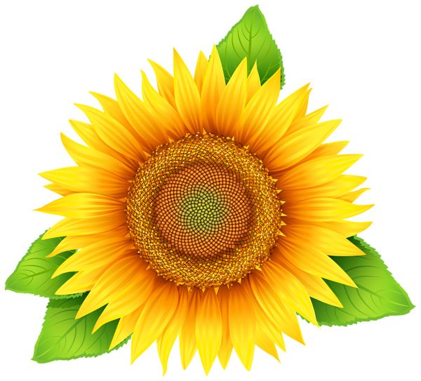 Sunflower PNG    图片编号:103754