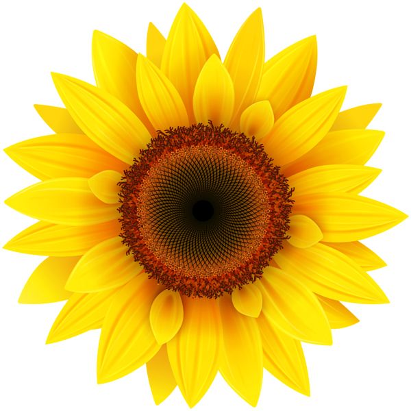 Sunflower PNG    图片编号:103755