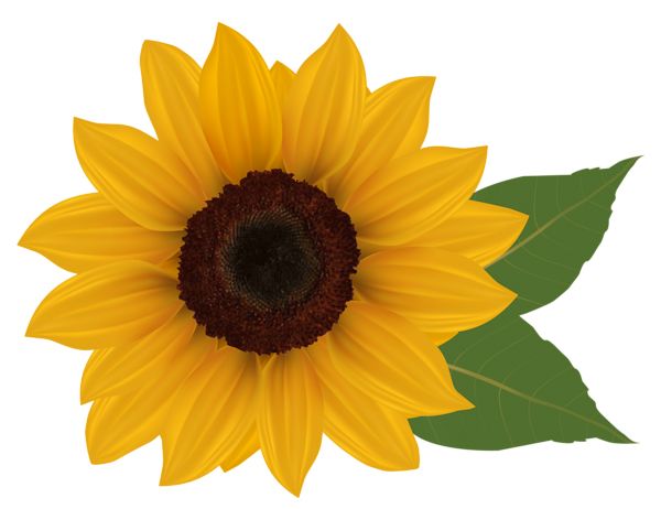 Sunflower PNG    图片编号:103756