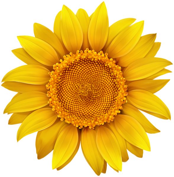 Sunflower PNG    图片编号:103757