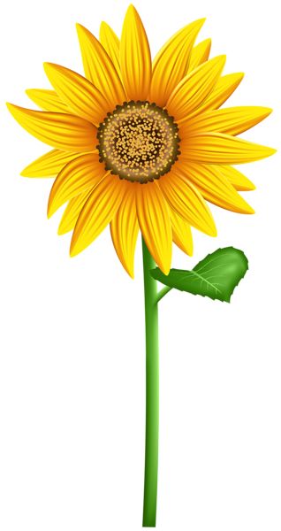 Sunflower PNG    图片编号:103758