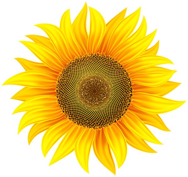 Sunflower PNG    图片编号:103760