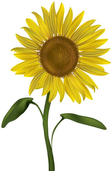 Sunflower PNG    图片编号:103761