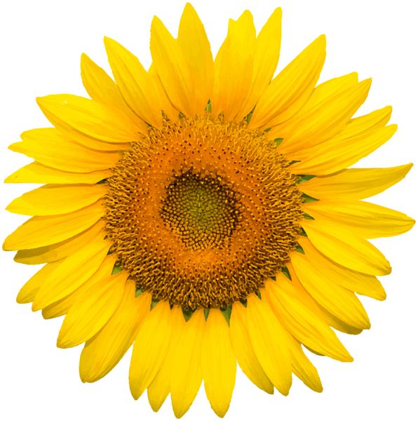 Sunflower PNG    图片编号:103762