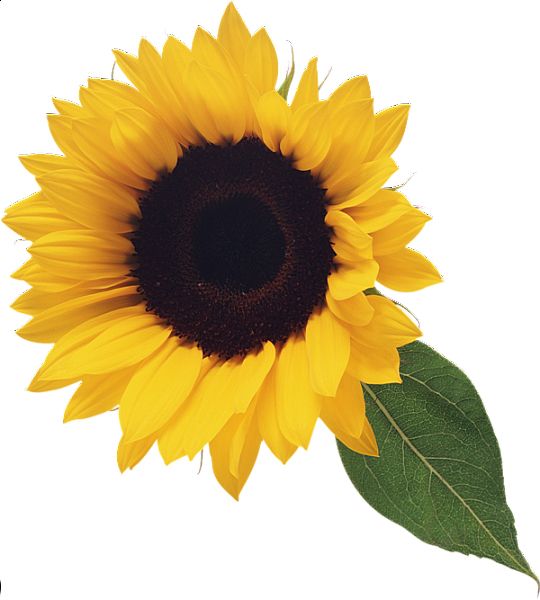 Sunflower PNG    图片编号:103763