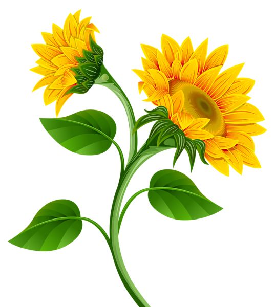 Sunflower PNG    图片编号:103764