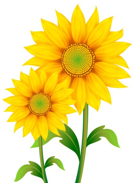 Sunflower PNG    图片编号:103765