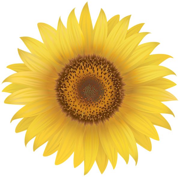 Sunflower PNG    图片编号:103767