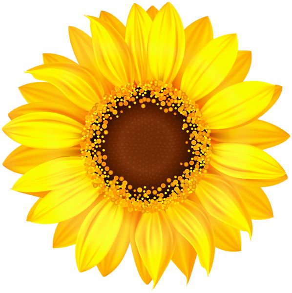Sunflower PNG    图片编号:103768