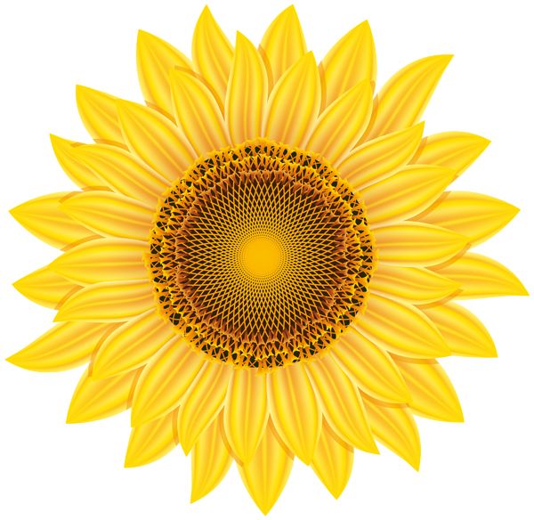 Sunflower PNG    图片编号:103769