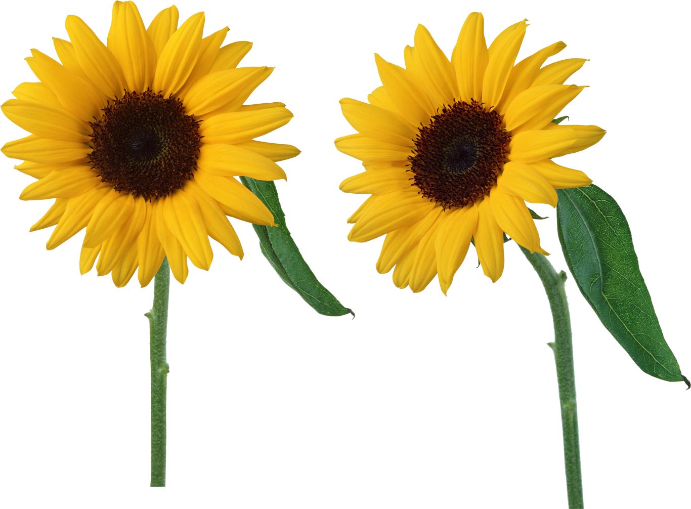 Sunflower PNG    图片编号:103770
