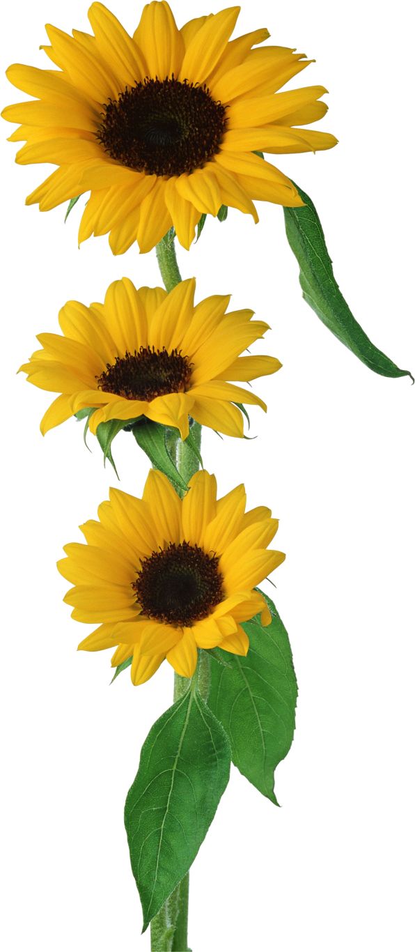 Sunflower PNG    图片编号:103771