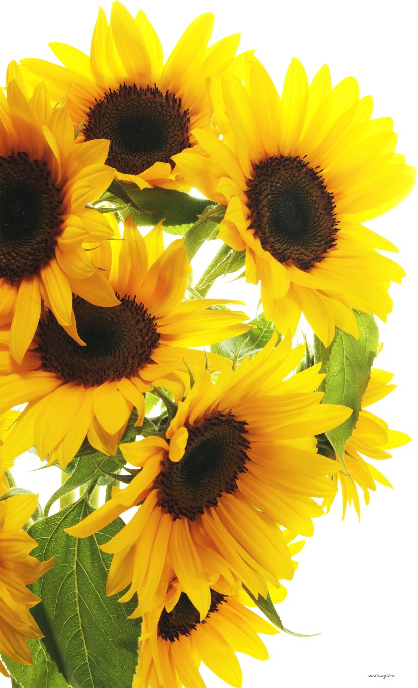 Sunflower PNG    图片编号:103772