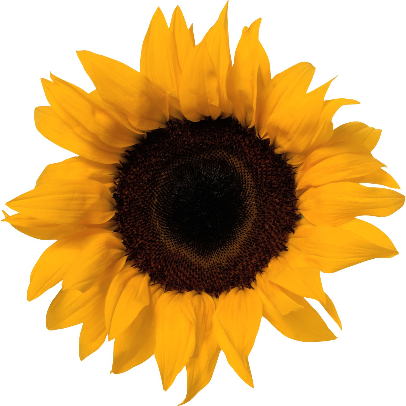 Sunflower PNG    图片编号:103776