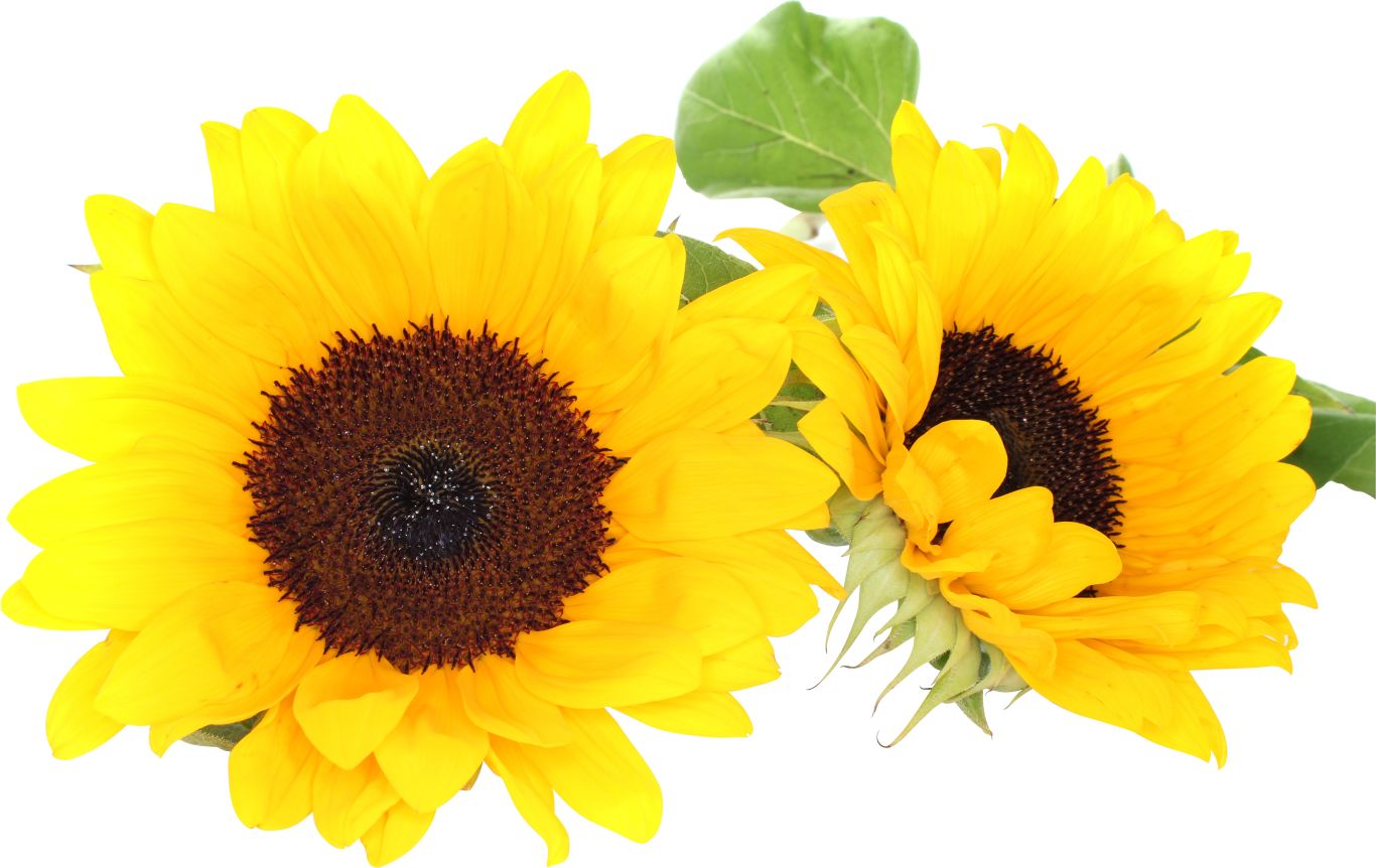 Sunflower PNG    图片编号:103778