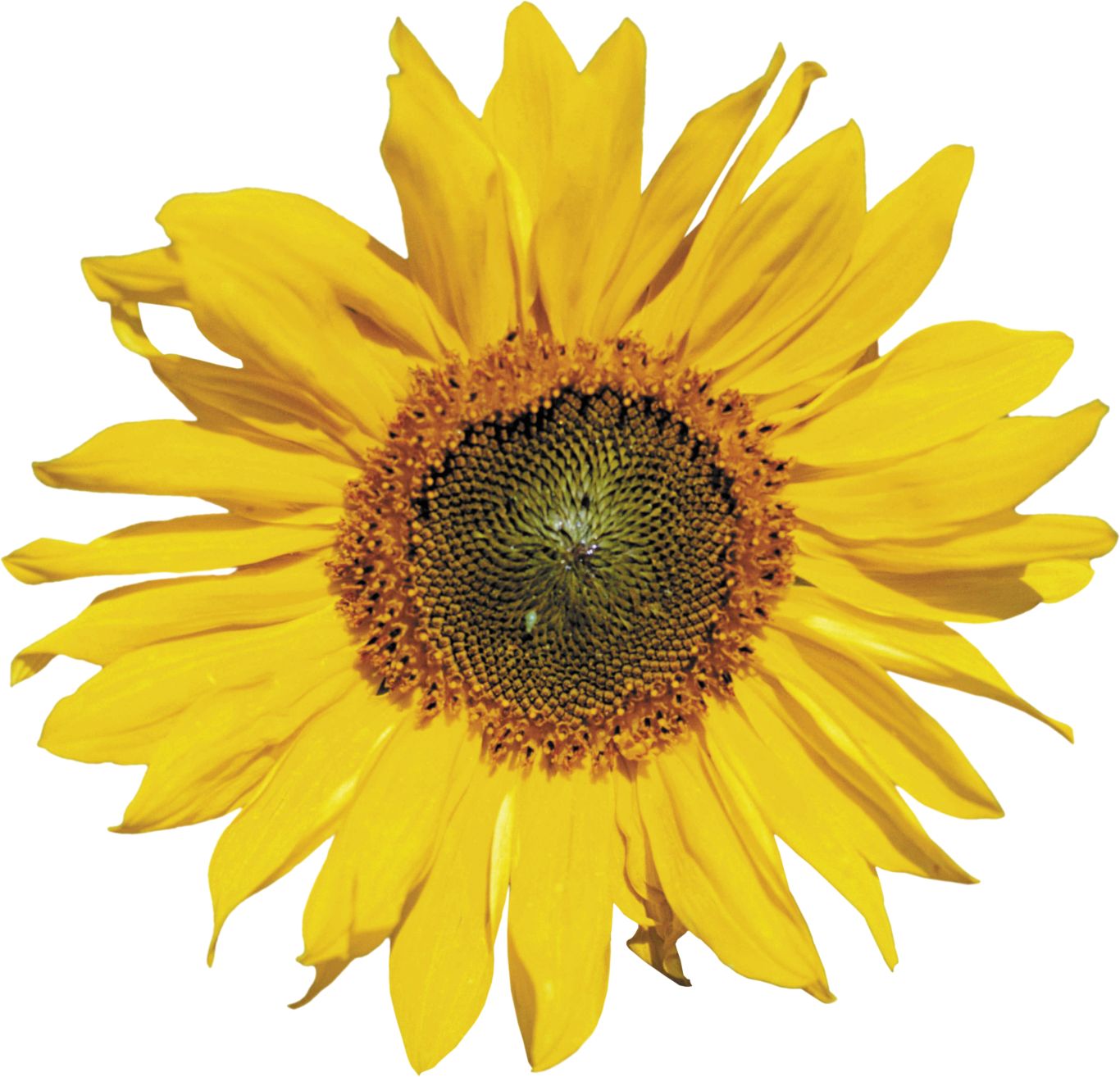 Sunflower PNG    图片编号:103781