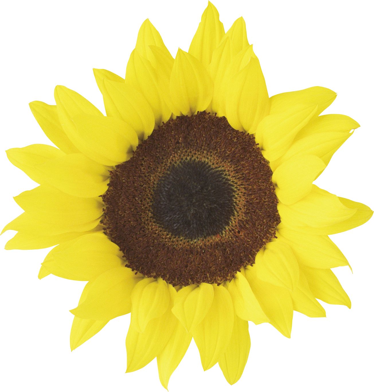 Sunflower PNG    图片编号:103783