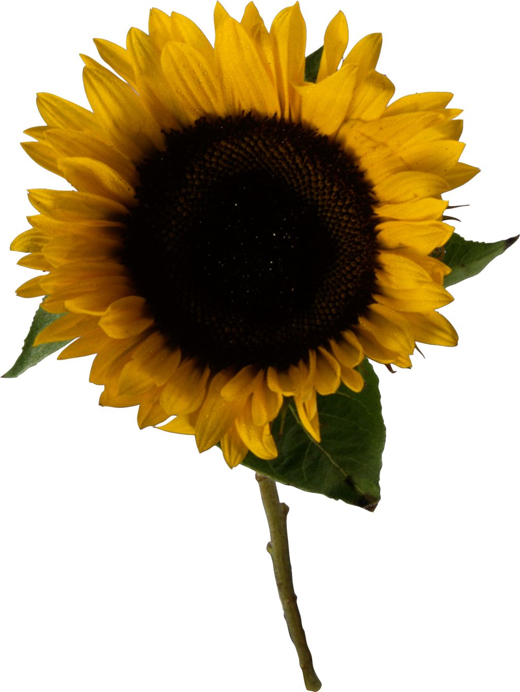 Sunflower PNG    图片编号:103784