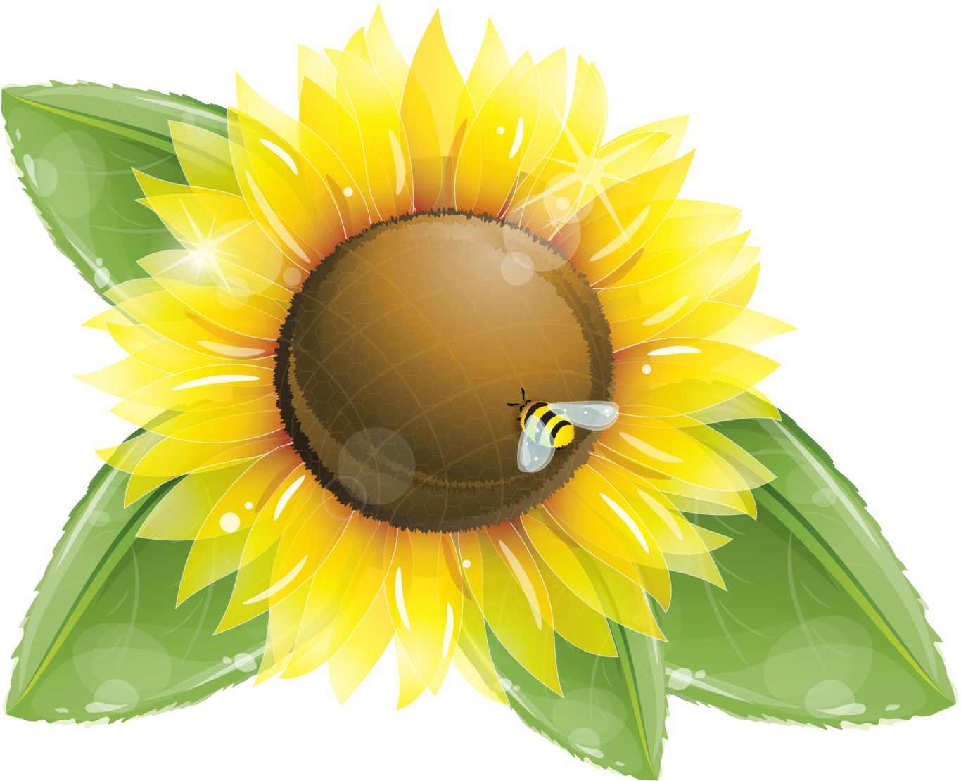 Sunflower PNG    图片编号:103787