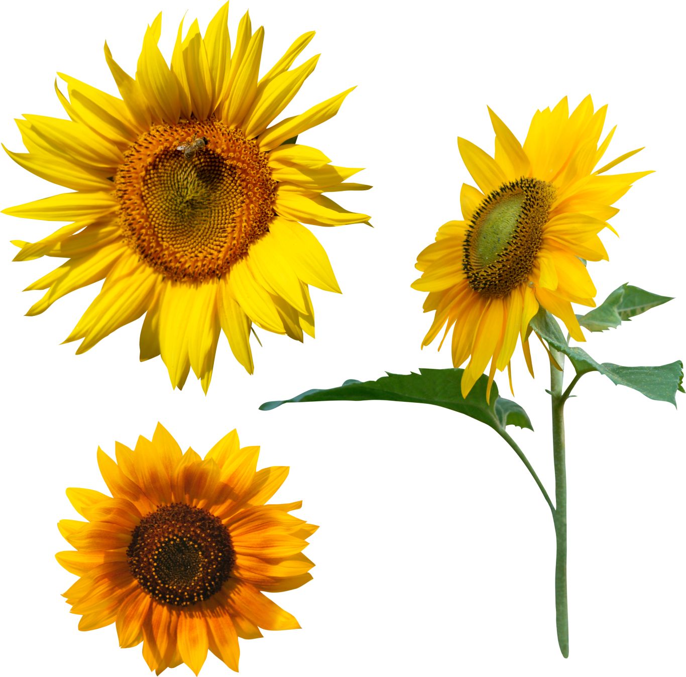 Sunflower PNG    图片编号:103788