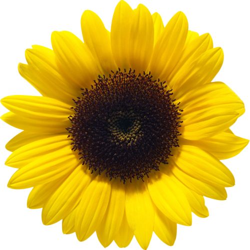 Sunflower PNG    图片编号:13363