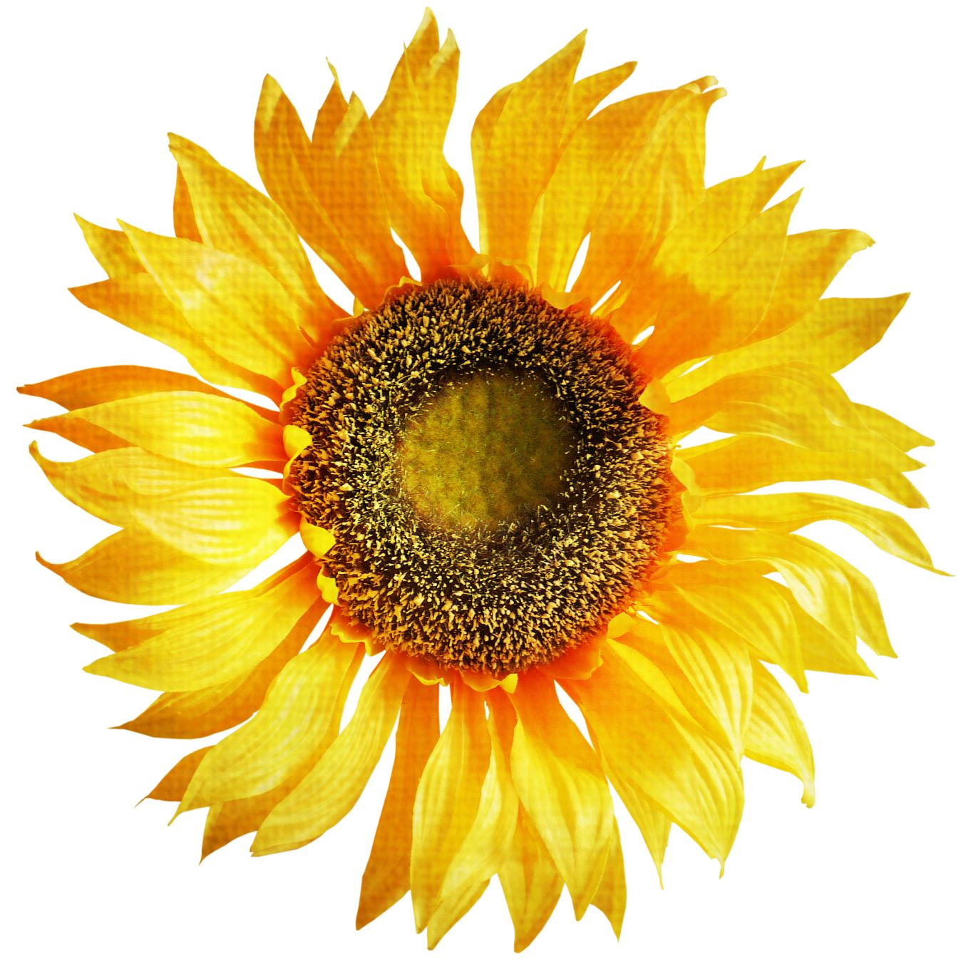 Sunflower PNG    图片编号:13367