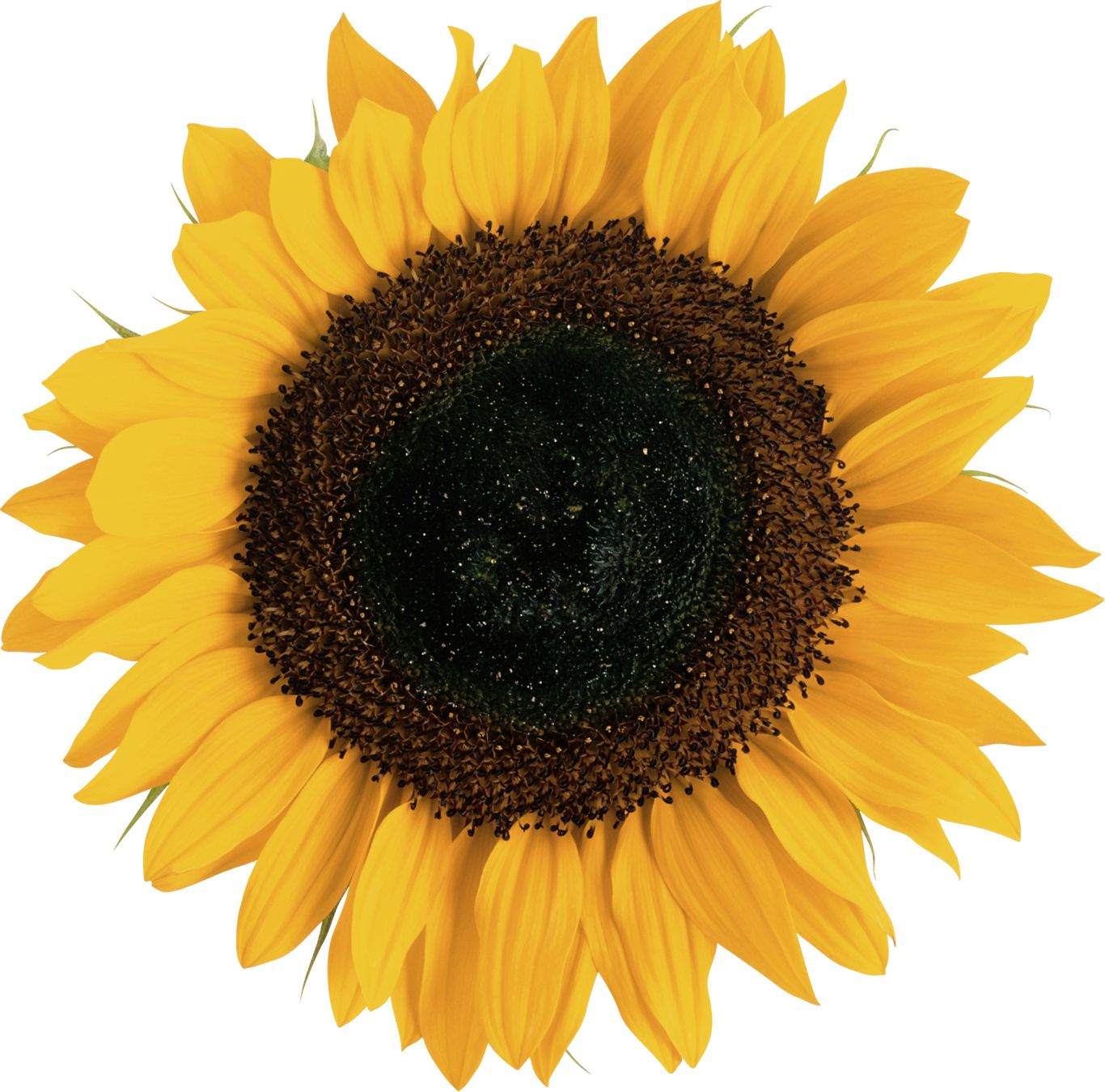 Sunflower PNG    图片编号:13368