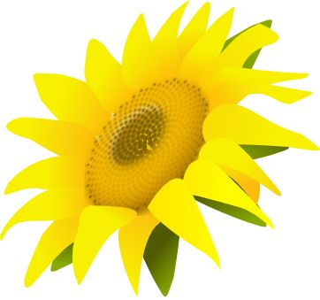 Sunflower PNG    图片编号:13371