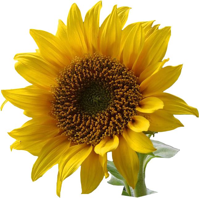Sunflower PNG    图片编号:13374