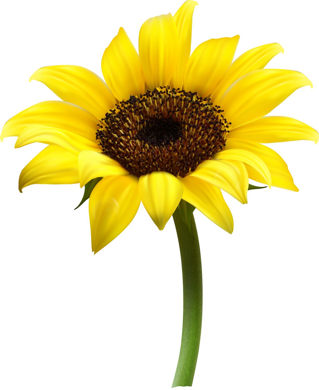 Sunflower PNG    图片编号:13375
