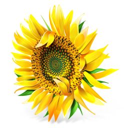 Sunflower PNG    图片编号:13376