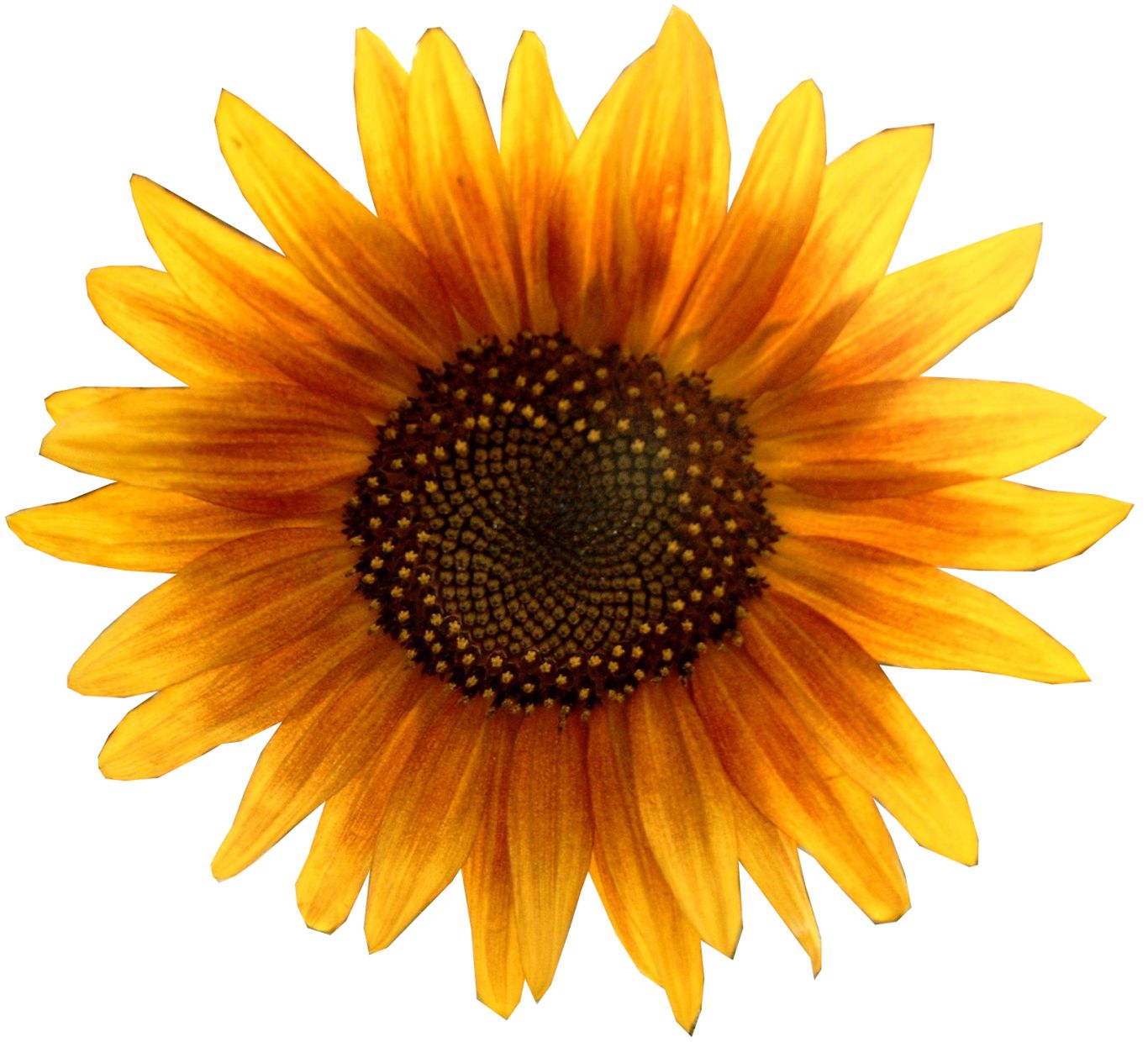 Sunflower PNG    图片编号:13378