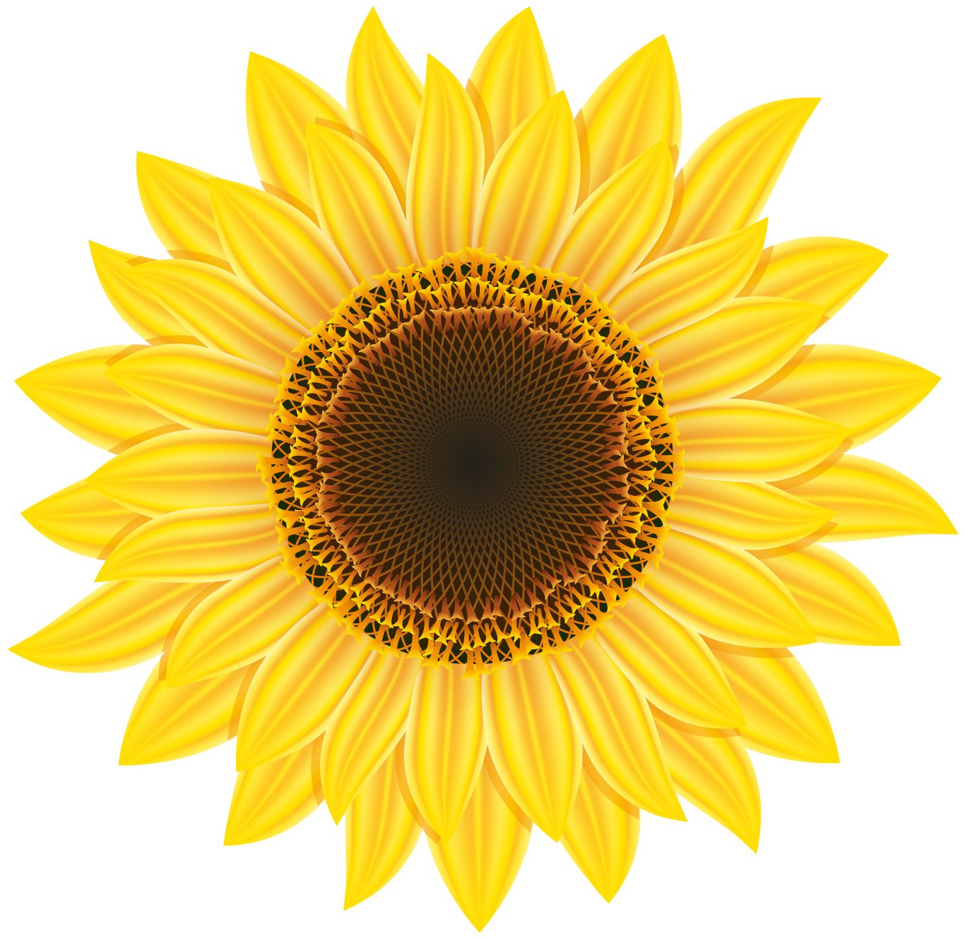 Sunflower PNG    图片编号:13380