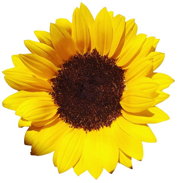 Sunflower PNG    图片编号:13384