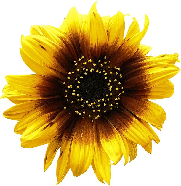 Sunflower PNG    图片编号:13386
