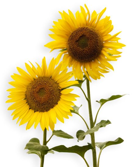 Sunflowers PNG    图片编号:13387