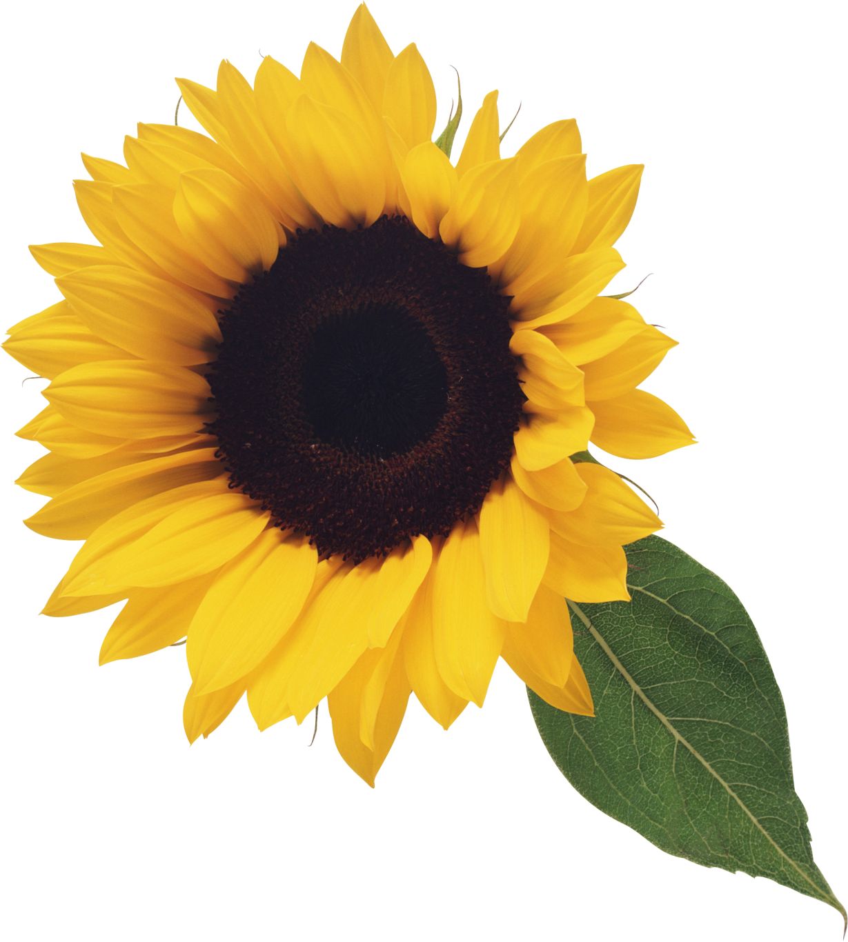 Sunflower PNG    图片编号:13389