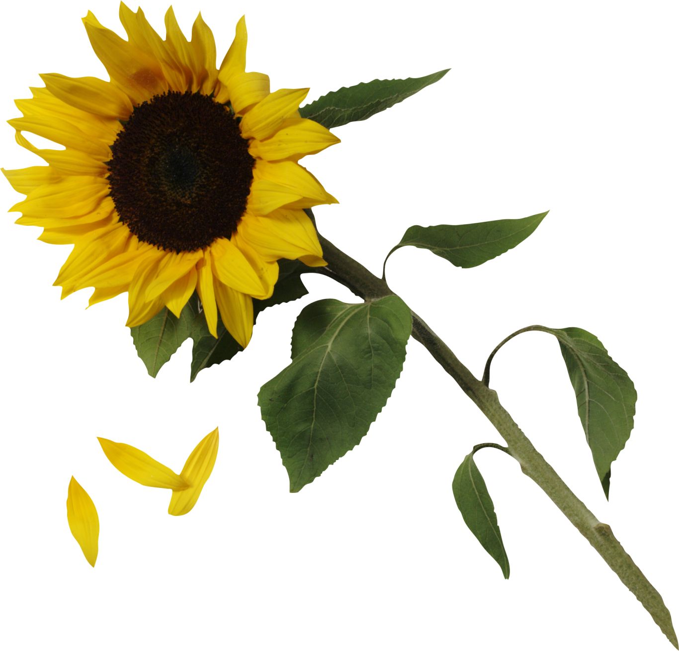 Sunflower PNG    图片编号:13390
