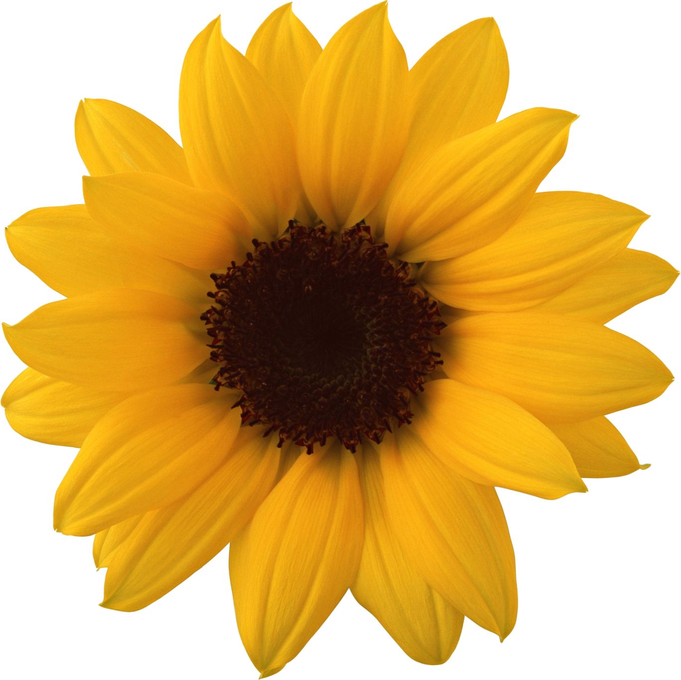 Sunflower PNG    图片编号:13391