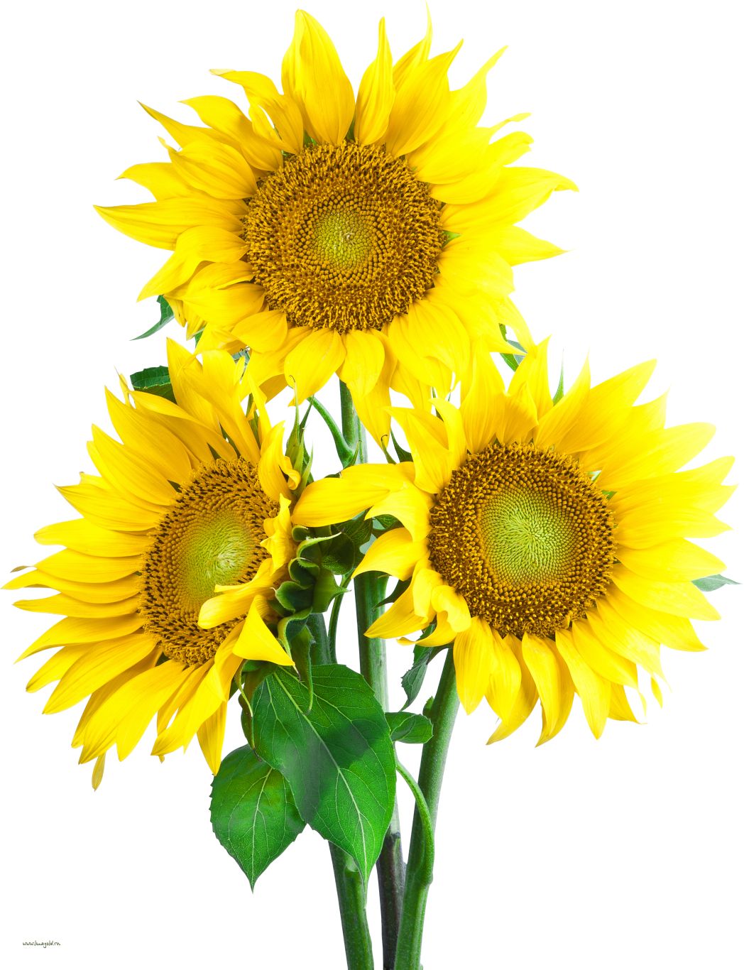 Sunflower PNG    图片编号:13393