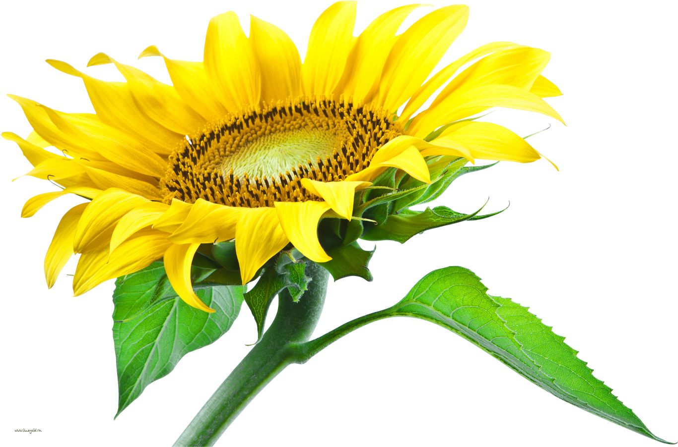Sunflower PNG    图片编号:13394