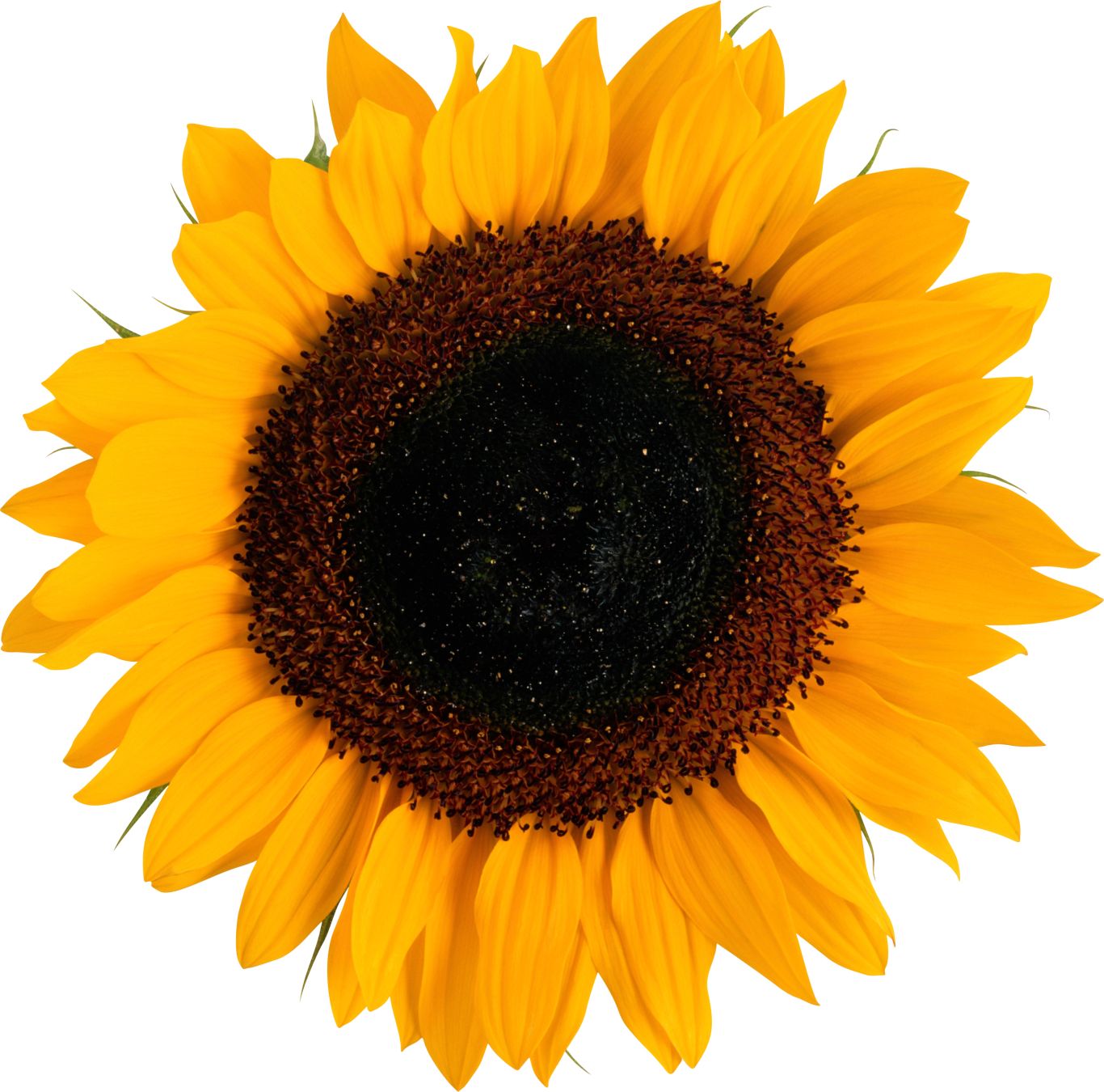 Sunflower PNG    图片编号:13395